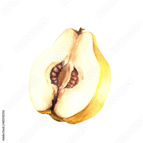 Hand painted watercolor of yellow ripe juicy quince fruit cut in half with seeds inside. Clipart illustration for sticker, food or drink label, printing, logo. Isolated on white background.