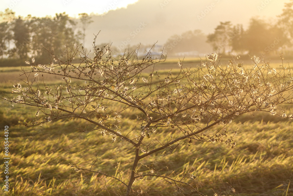 Naklejka premium Caterpillar in a tree