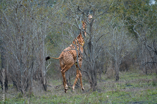 Photography giraffe in the savannah