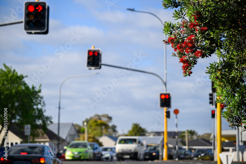 Cars are stopped at red traffic lights at a busy intersection, Pohutukawa trees in full bloom in summer, New Zealand Christmas Tree.
