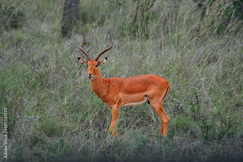 Fototapeta Naklejka Na Ścianę i Meble -  young impala antelope