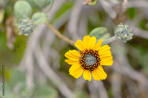 Close up open flower of Encelia canescens, a species of shrub in the family Asteraceae. They have a self-supporting growth form. Colca canyon, Peru. photo