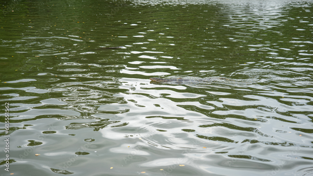 Amphibians That comes from the abundance of a large pond. It is a living thing that causes the water surface to create waves. move in the same direction The light and shadow in the center of the image