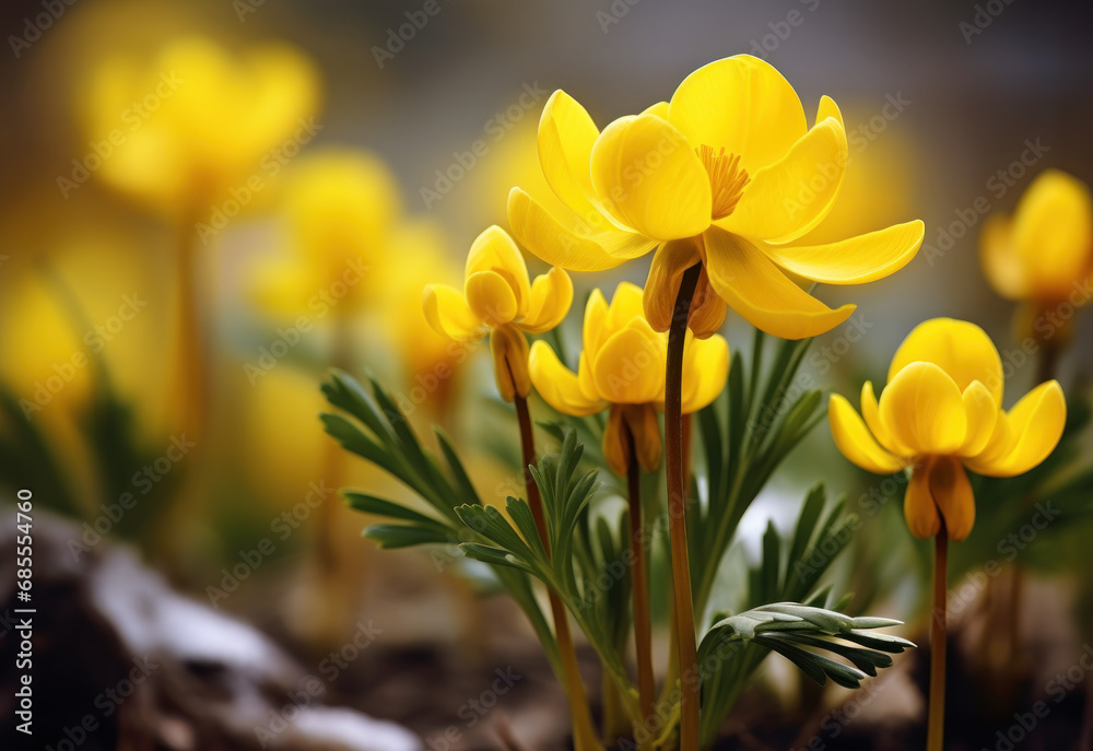 Winter Aconite Isolated on Natural Background, Generative ai Winter Aconite Isolated on Natural Background, Generative ai