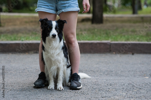 Black and white border collie sits at the legs of the owner on a walk.