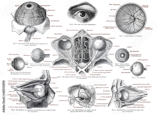 Human anatomy of the eye or eyes. anatomy illustration of the human eyes. Vintage hand drawn human eye anatomy collection or poster.  photo