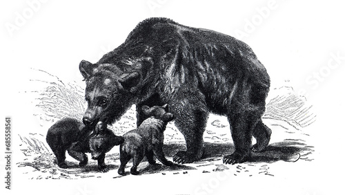Vintage hand drawn Brown bear illustration with baby or cubs little bear. vintage hand drawing. Brown bear with baby´s  illustration. Wildlife on earth.  photo