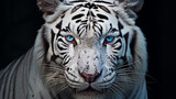 Majestic Tiger Portrait on Black Background