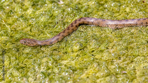 Viperine snake on the surface of a body of water photo