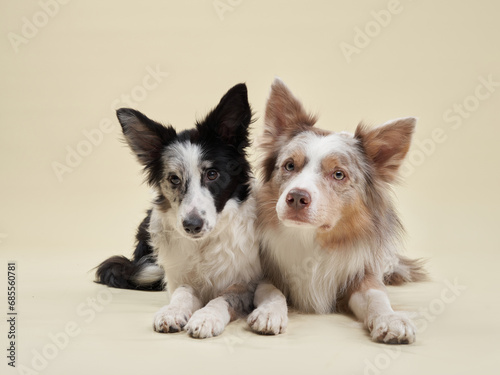 Border Collies showcase their contrasting coats. A black and white and a red merle dogs lie side by side  eyes full of soul