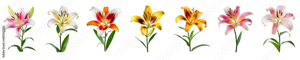 Lily flower collection isolated on transparent background. 