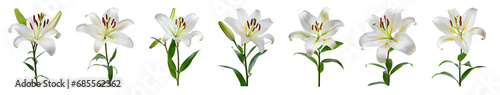 Lily flower collection isolated on transparent background. 