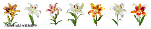 Lily flower collection isolated on transparent background.  © paulmalaianu
