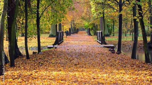 Sunlit, leafy park path, empty benches and trees on each side. A serene scene symbolizing solitude and aging.