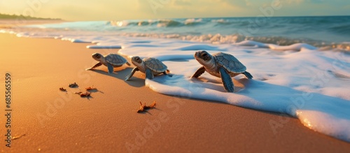 Turtles journey to the ocea...