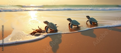 Turtles journey to the ocea...
