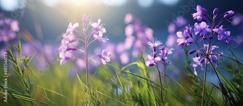 Tiny flowers from Israeli grass a tropical plant are beautiful and belong to the Asystasia genus copy space image photo