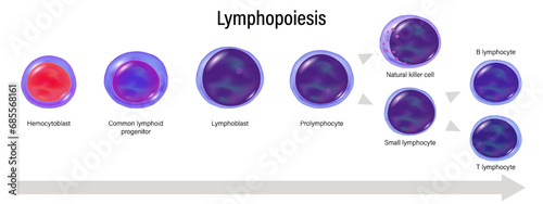 Stages of Lymphopoiesis vector. Lymphocyte maturation. Hemocytoblast, Lymphoid progenitor, Lymphoblast, Prolymphocyte, Natural killer and Small lymphocyte. photo