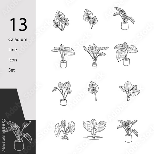 13 of caladium line icon set