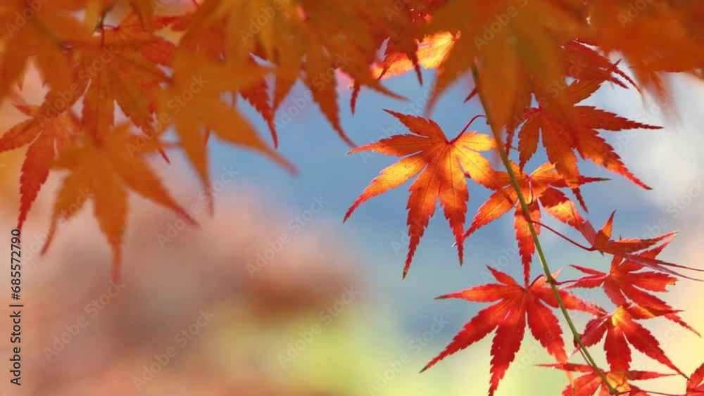 風に揺れるカエデの紅葉のフィックス　クローズアップ