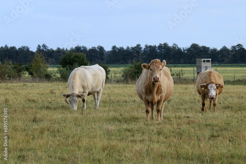 trächtige Kuh auf der Weide