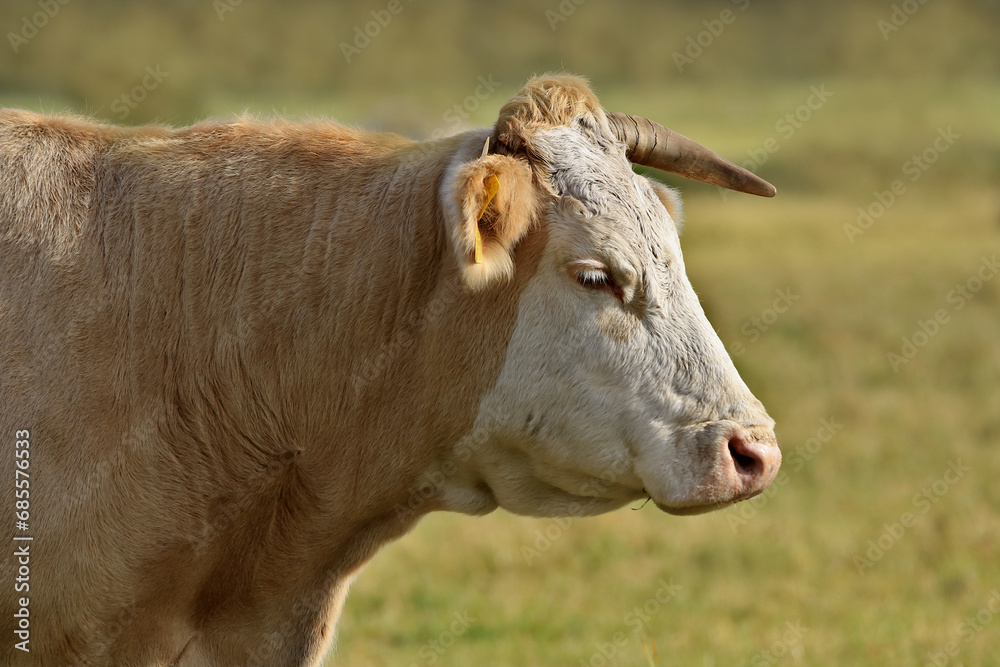 braunes Rind mit weißem Kopf und einem Horn braunes Rind mit weißem Kopf und einem Horn