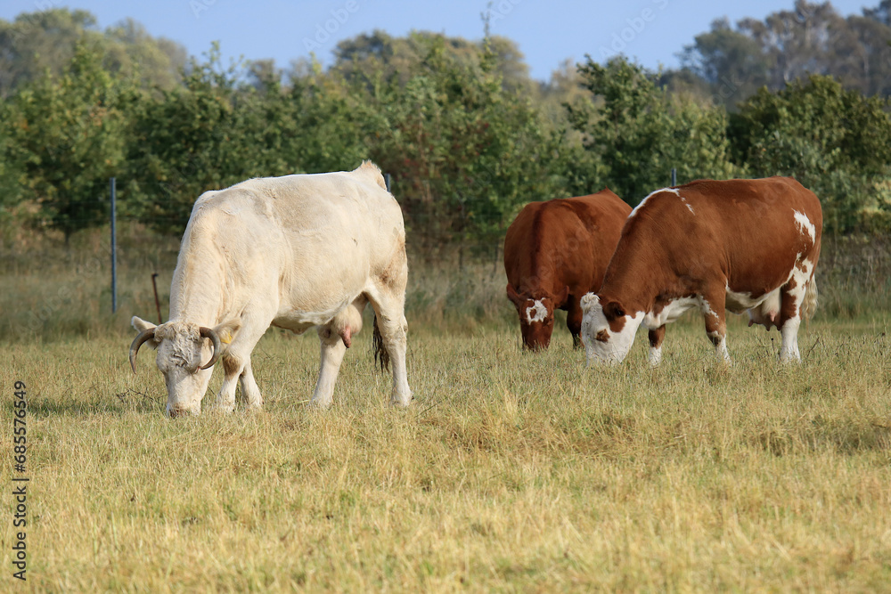 braune und weiße Rinder auf einer Weide