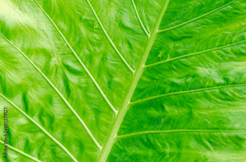 Close-up texture of large green palm leaf. Green leaf, natural background photo