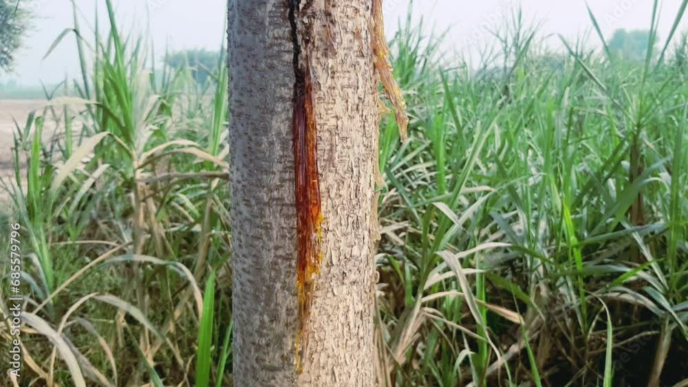 Tree sap leaking. dripping resin, gumose. Wood resin from tree on soft