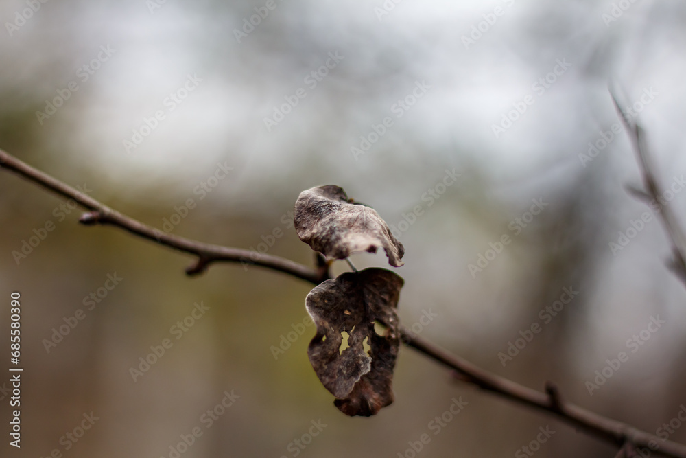 Fototapeta premium Dried leaf on a branch at the beginning of winter
