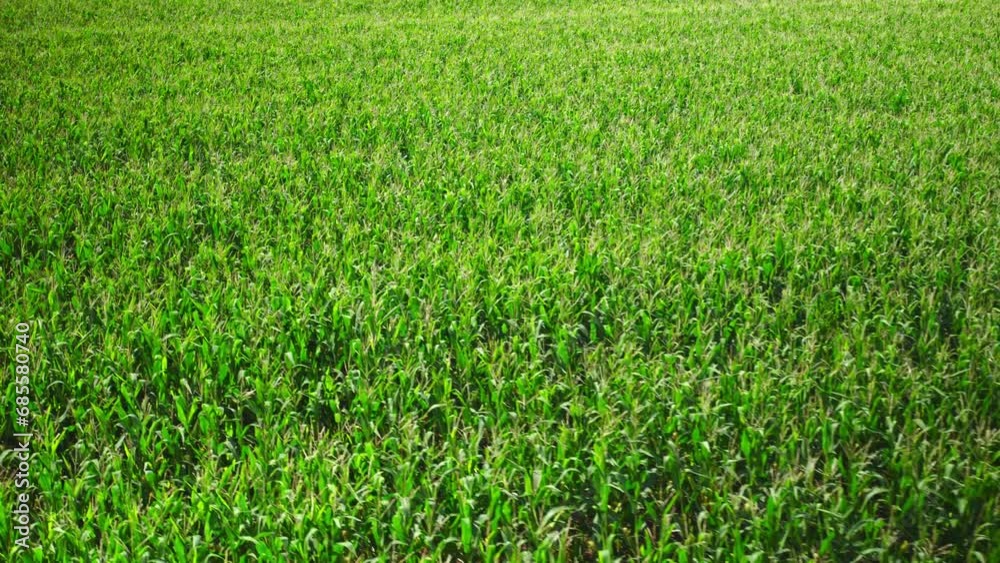 Aerial flight over harvest-ripe corn field Aerial flight over harvest-ripe corn field