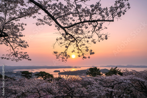 日本三景・宮城県松島 朝日を浴びる西行戻しの松公園の桜