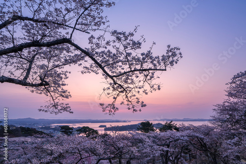 Wallpaper Mural 日本三景・宮城県松島　朝日を浴びる西行戻しの松公園の桜 Torontodigital.ca