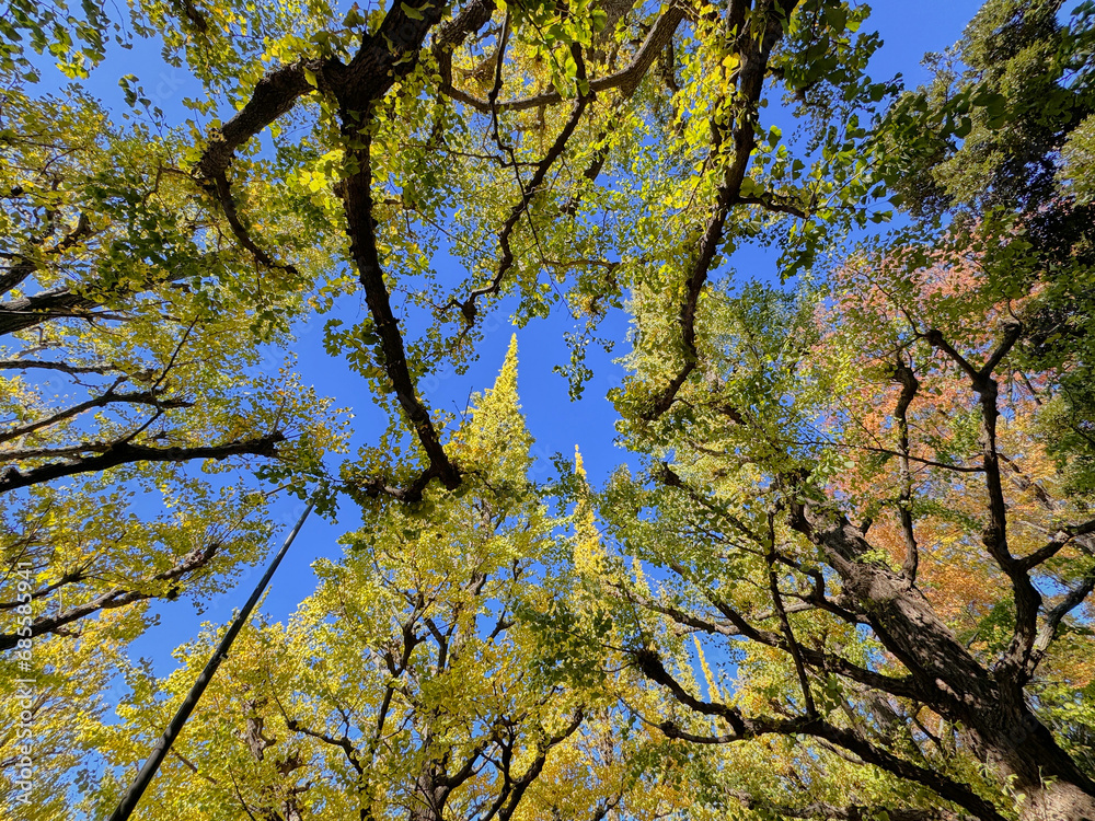 Obraz premium 秋晴れの神宮外苑イチョウ並木