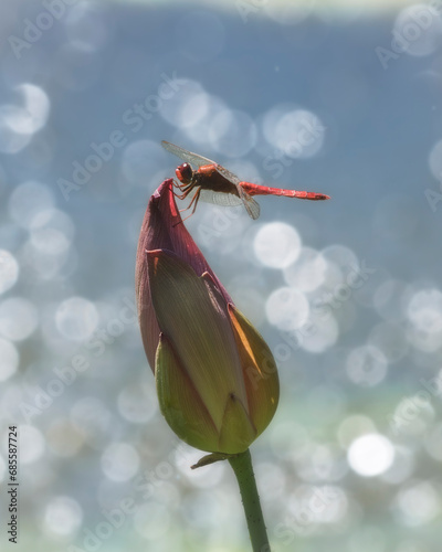 Libellula photo