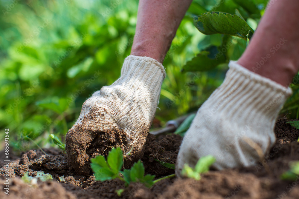Fototapeta premium The farmer takes care of the plants in the vegetable garden on the farm. Gardening and plantation concept. Agricultural plants growing in garden beds