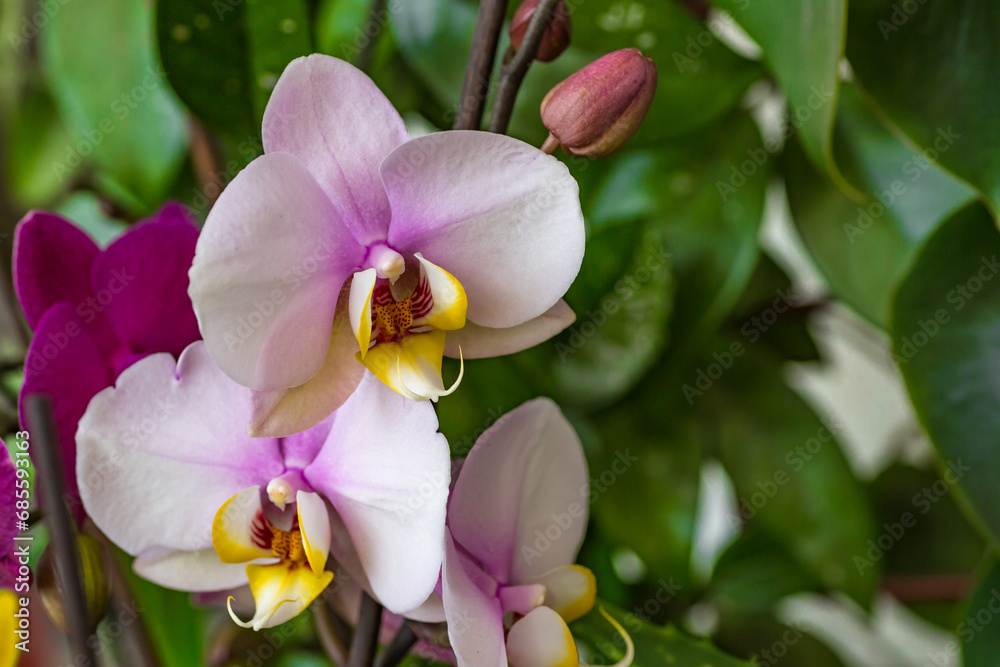 Fototapeta premium Beautiful tropical orchid flowers.Nice big branch of orchid flowers blooming, close up macro nature