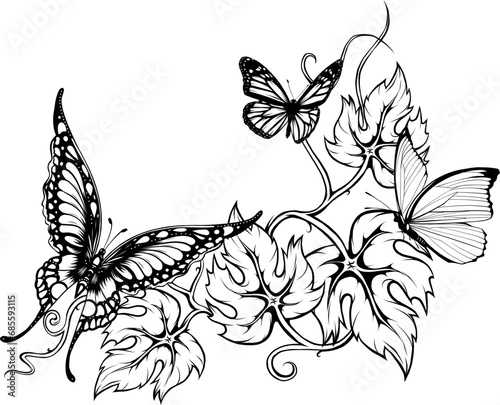 Beautiful black and white butterfly Outline vector illustration