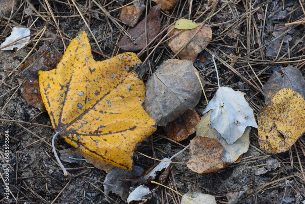 autumn leaves on the ground autumn leaves on the ground