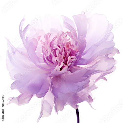beautiful purple peony peony blossom isolated on transparent background transparency 