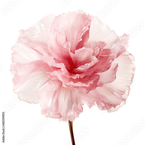 Fototapeta Naklejka Na Ścianę i Meble -  Beautiful crystal pink peony,pink peony made of crystal isolated on transparent background,transparency 