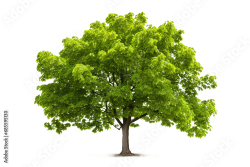Mulberry Majesty Isolated on transparent background