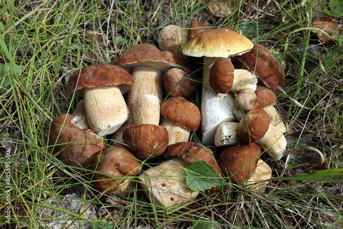A pile of collected porcini mushrooms lies on the grass in the forest