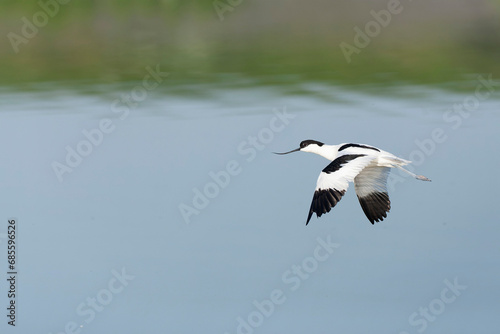 Pied Avocet  Recurvirostra avosetta