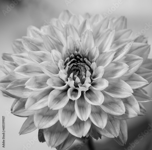 flower of a dahlia black and white