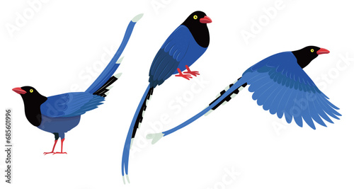 Set of Taiwan blue magpie. Urocissa caerulea. Exotic birds of Taiwan and of Asia. Cute Blue cartoon bird. Vector flat illustration, isolated on white background 