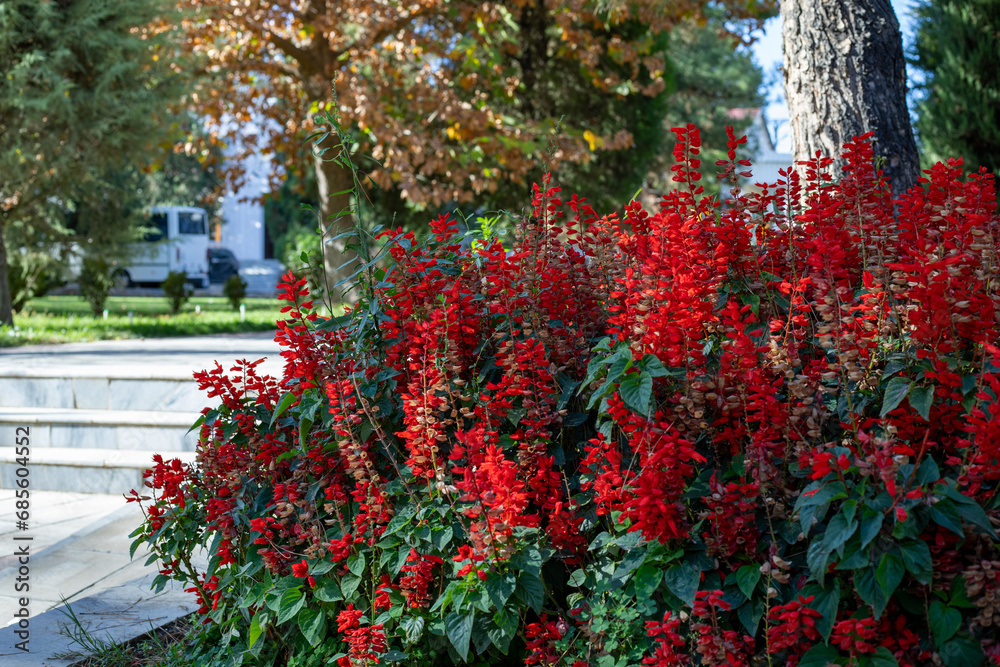your beautiful red flowers in the government buildings