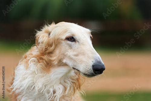 Profile Portrait of Russian Borzoi dog outside. photo