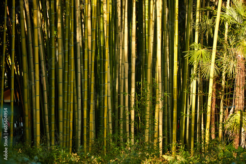 bamboo grove