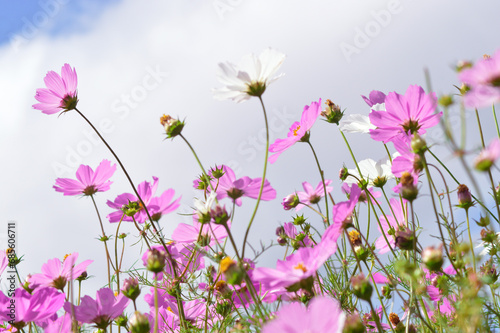 Close-up Low Angle View Of Pink And White Mexican Aster Flowers In Full Bloom Against A Cloudy Sky